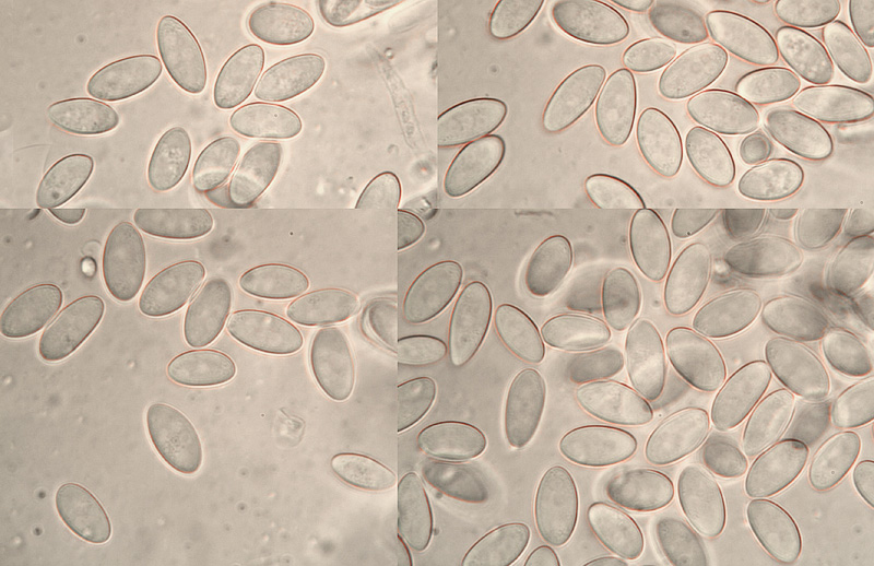 Myriosclerotinia scirpicola micro